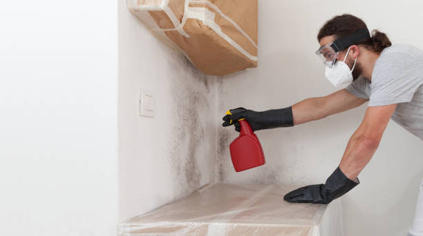 Professional Black Mold Removal technician working in Huntingtown, MD
