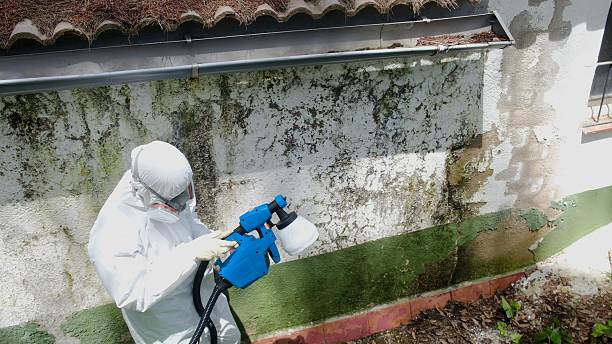 Top rated local Basement Mold Removal specialists in Huntingtown, MD